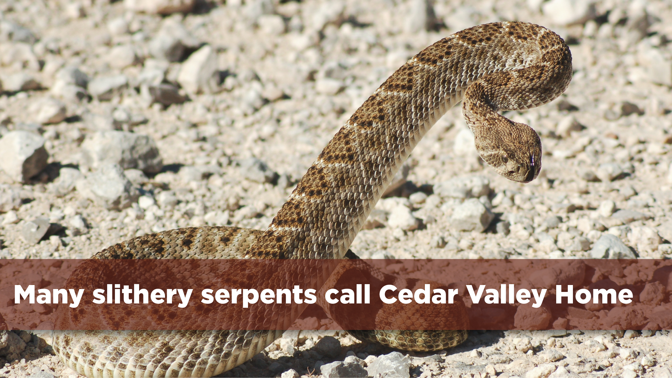 Many slithery serpents call the Cedar Valley home